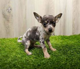 Chihuahua
