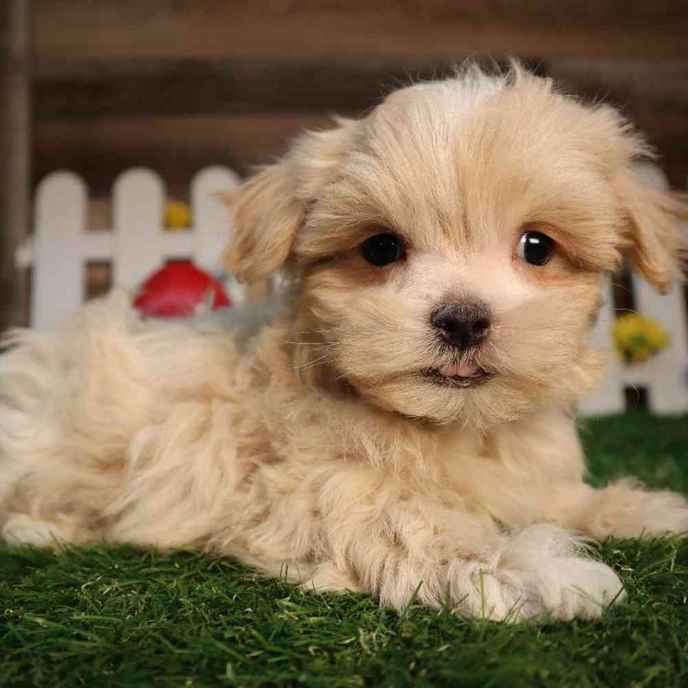 Male Lhasa Maltese Puppy for Sale in Blaine, MN