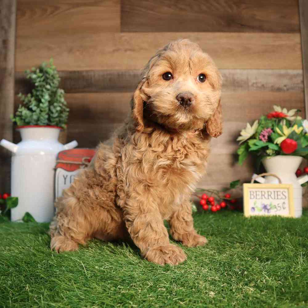 carousel pet images