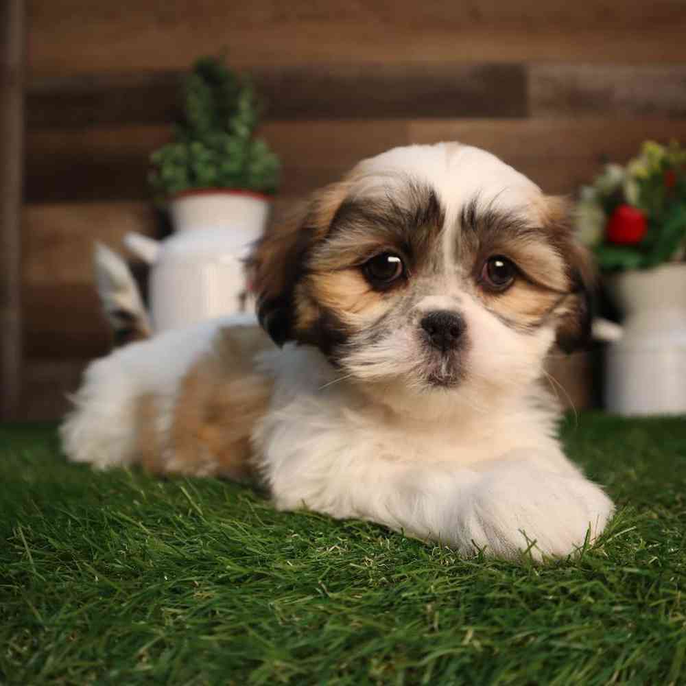 pet breed image
