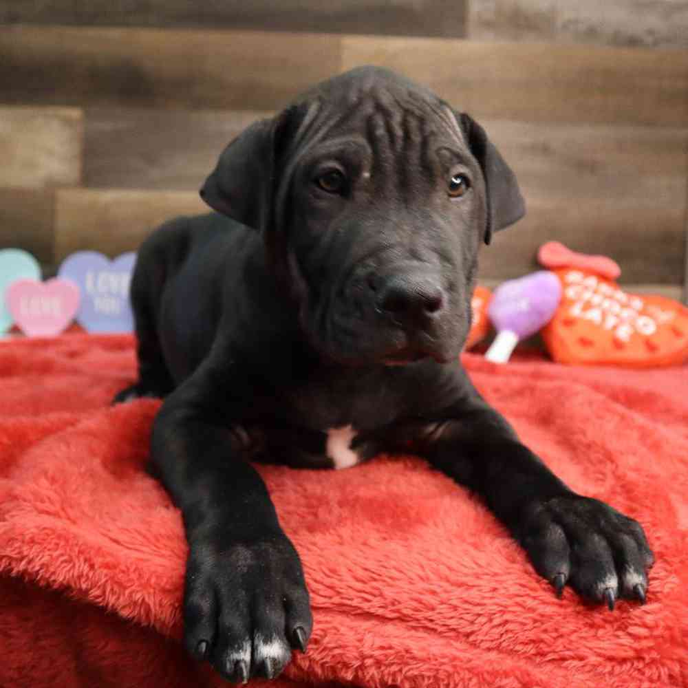 Male Mini Hippo Puppy for Sale in Blaine, MN