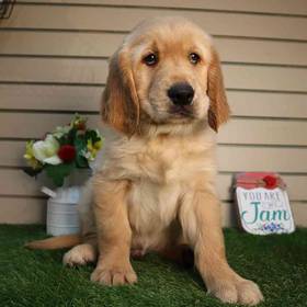 Golden Retriever