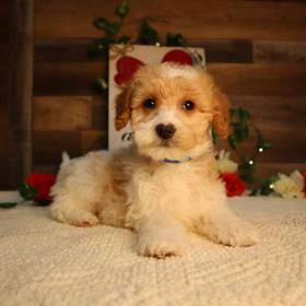 Mini Goldendoodle 2nd Gen