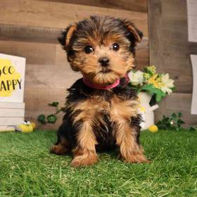 Yorkshire Terrier