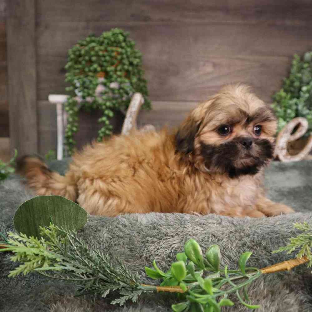 carousel pet images