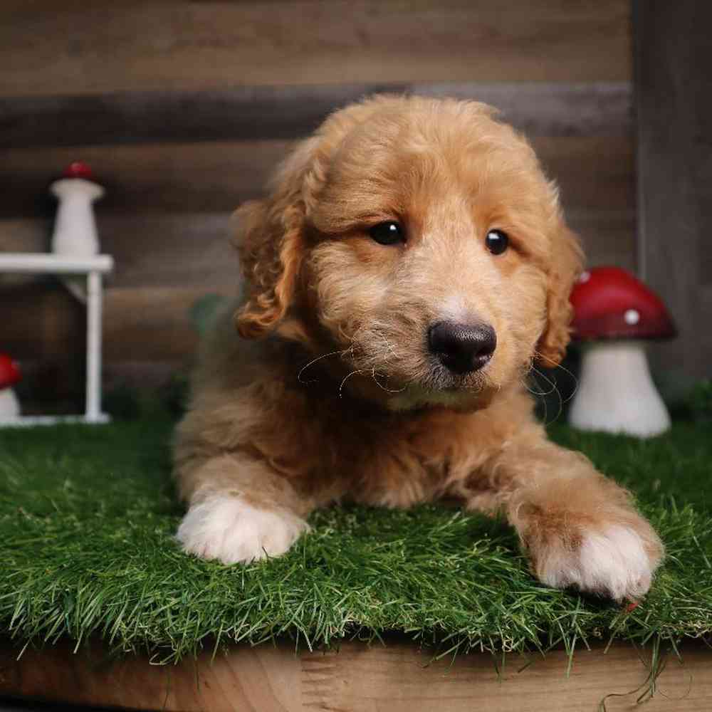 carousel pet images