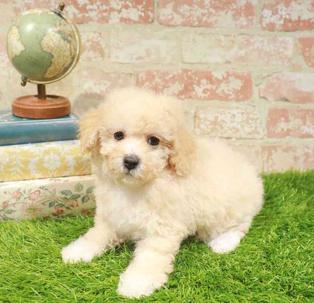 carousel pet images