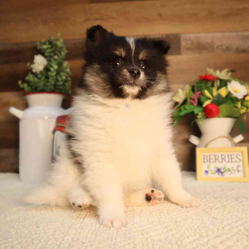 carousel pet images