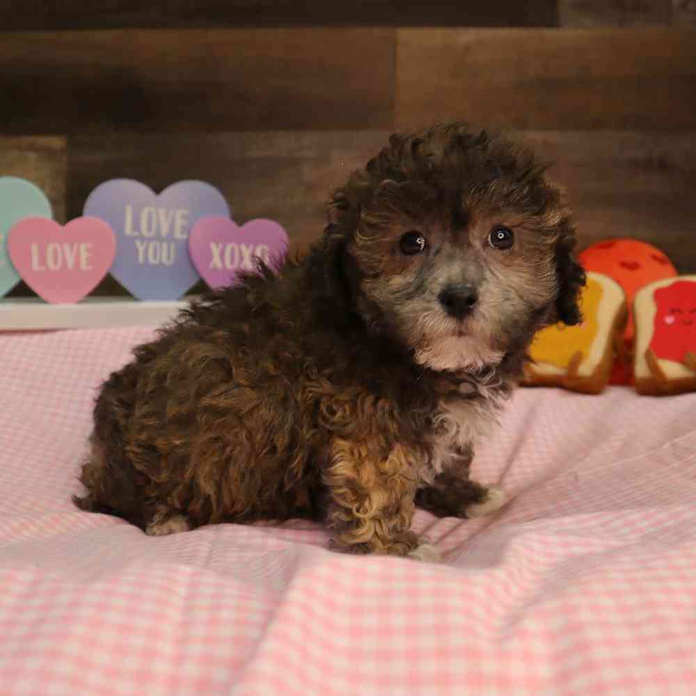 carousel pet images