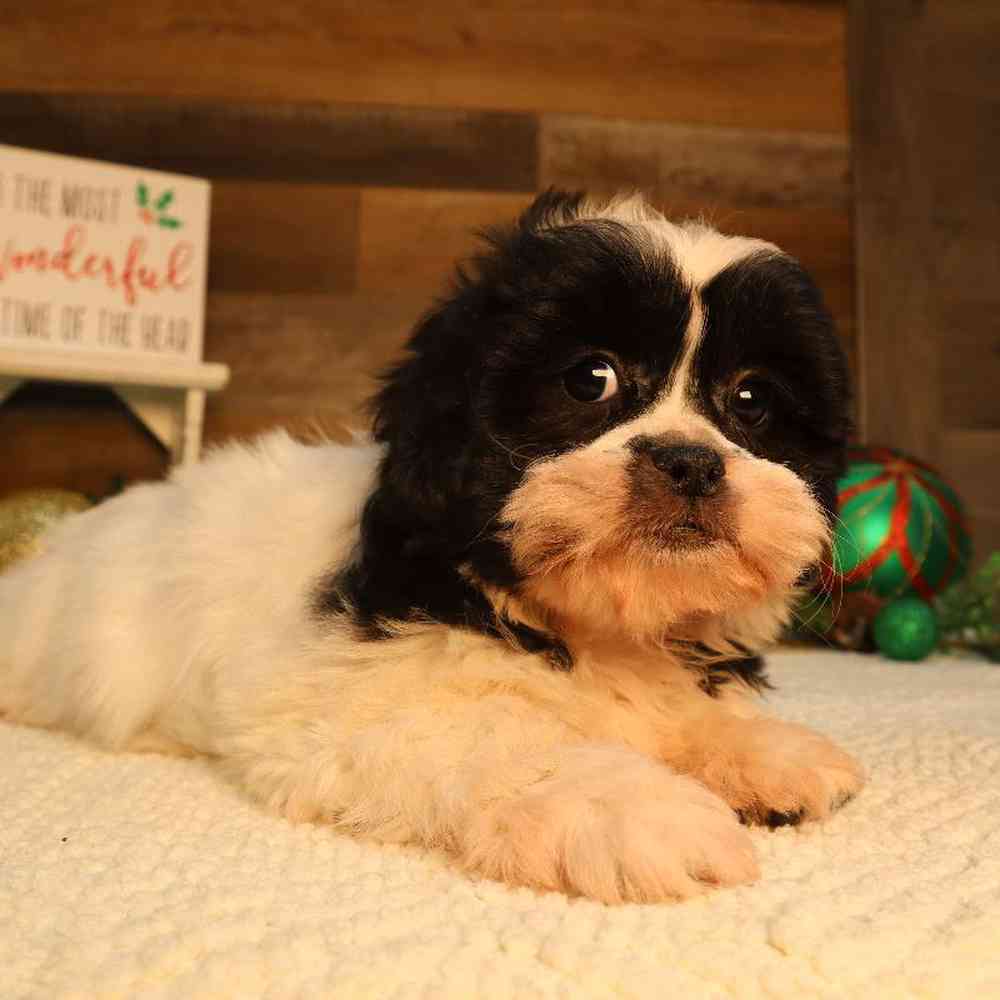 Pekechon Puppy for sale - Four Paws and a Tail