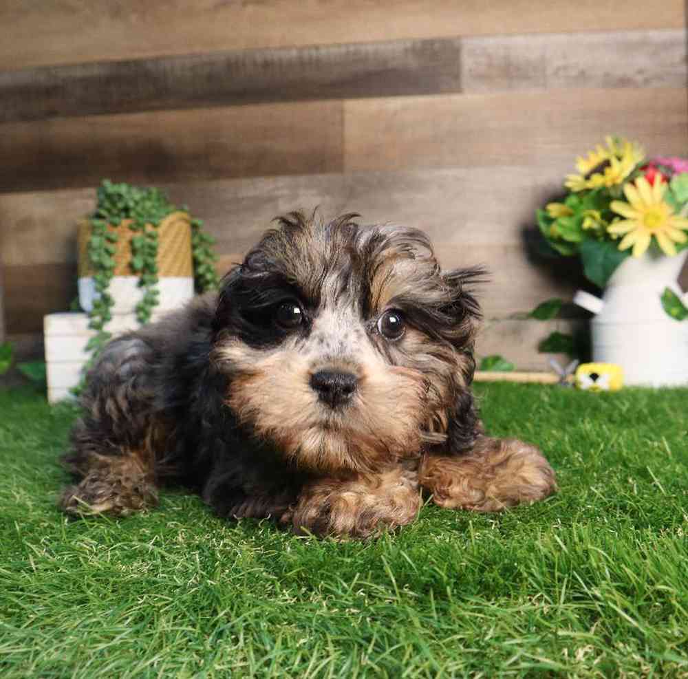 carousel pet images