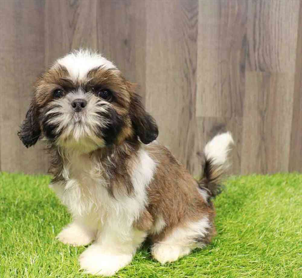 carousel pet images