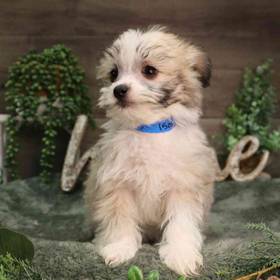 PomChi-Maltese