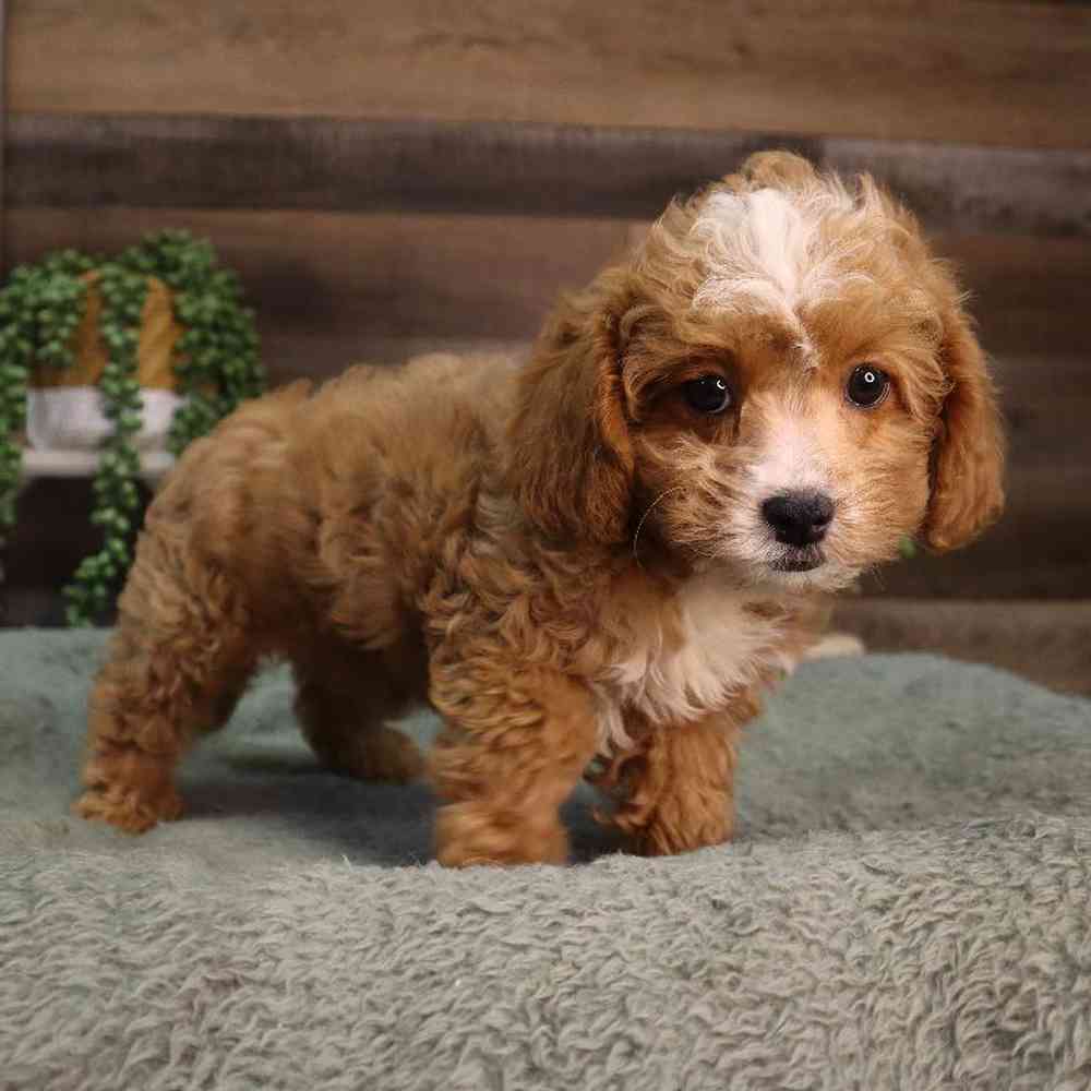 carousel pet images
