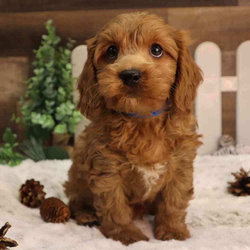 carousel pet images