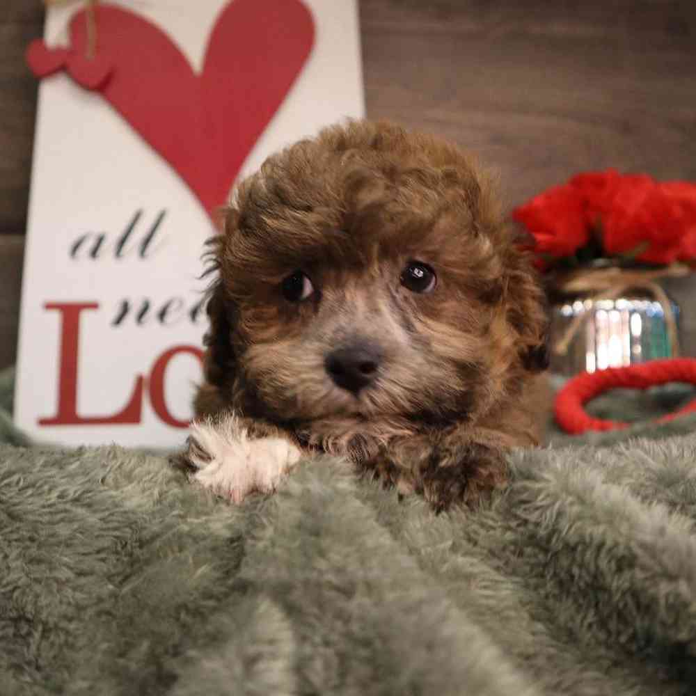 Male Shipoo Puppy for Sale in Blaine, MN