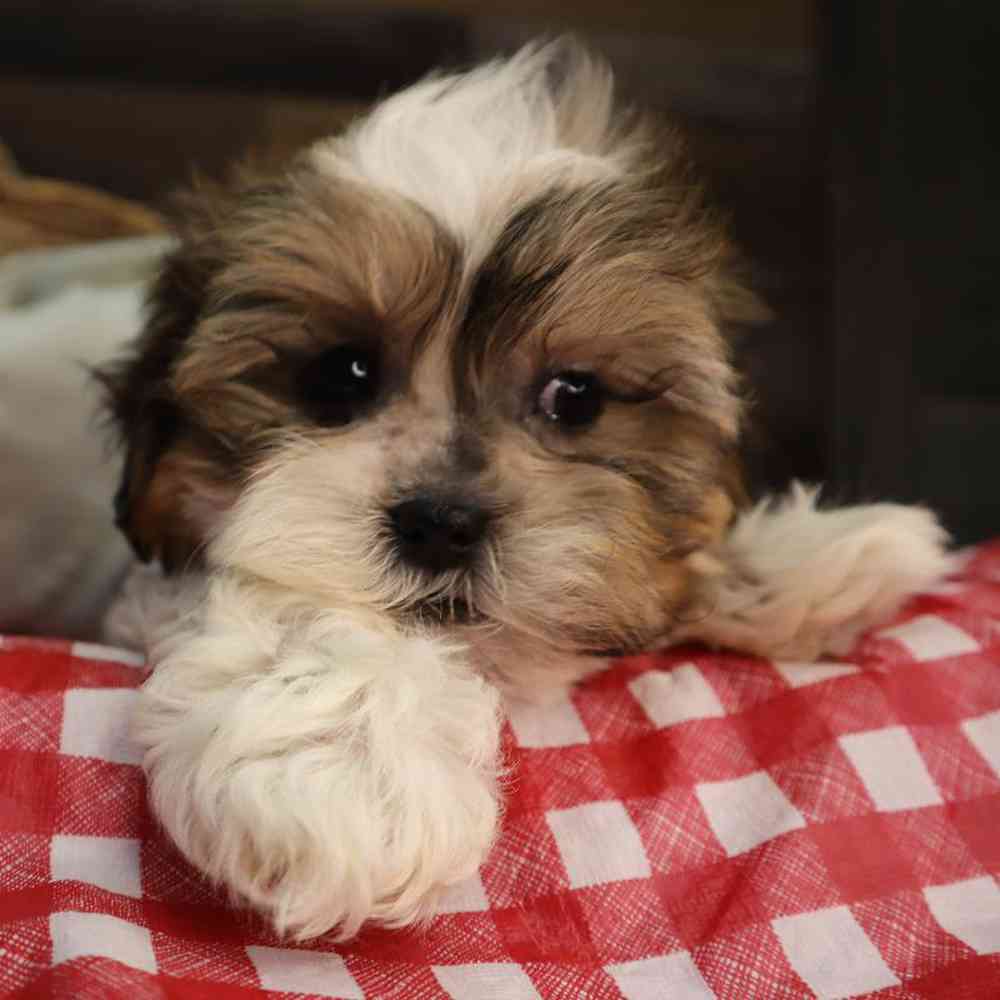 carousel pet images