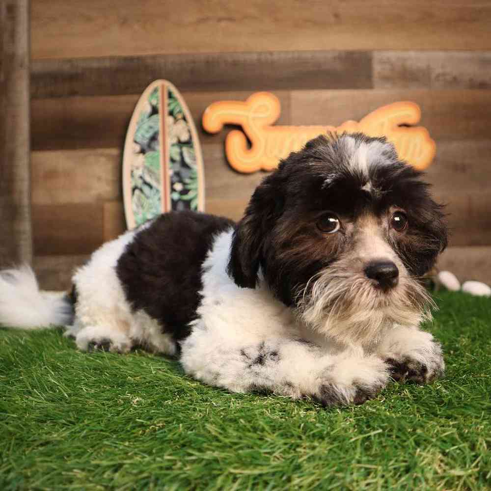 carousel pet images