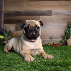 Pug