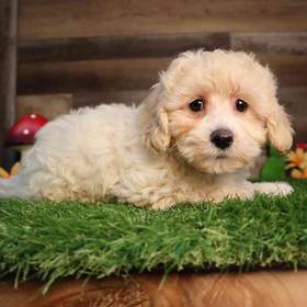 Bichon-Poo