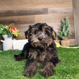 Yorkie-Poo