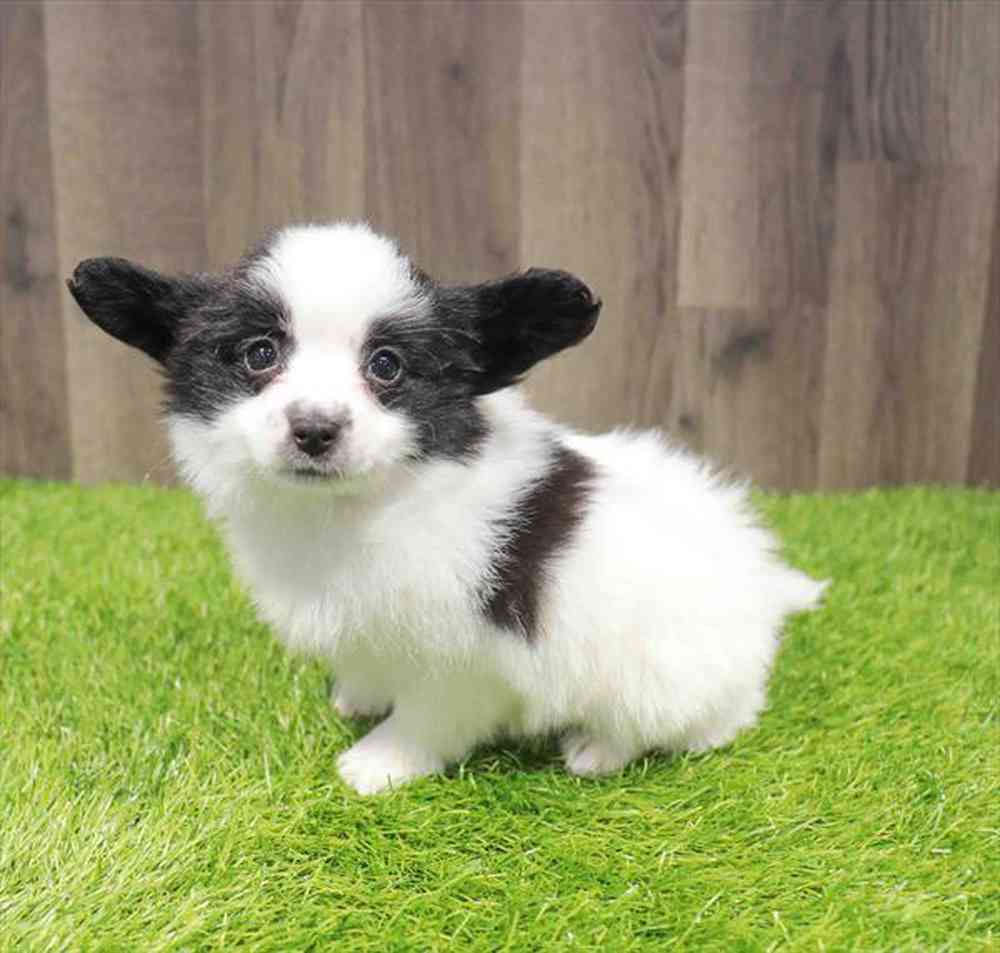 carousel pet images