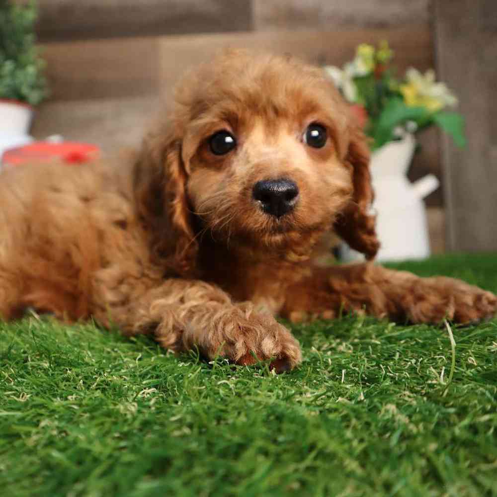 carousel pet images