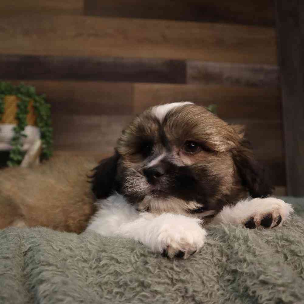 carousel pet images