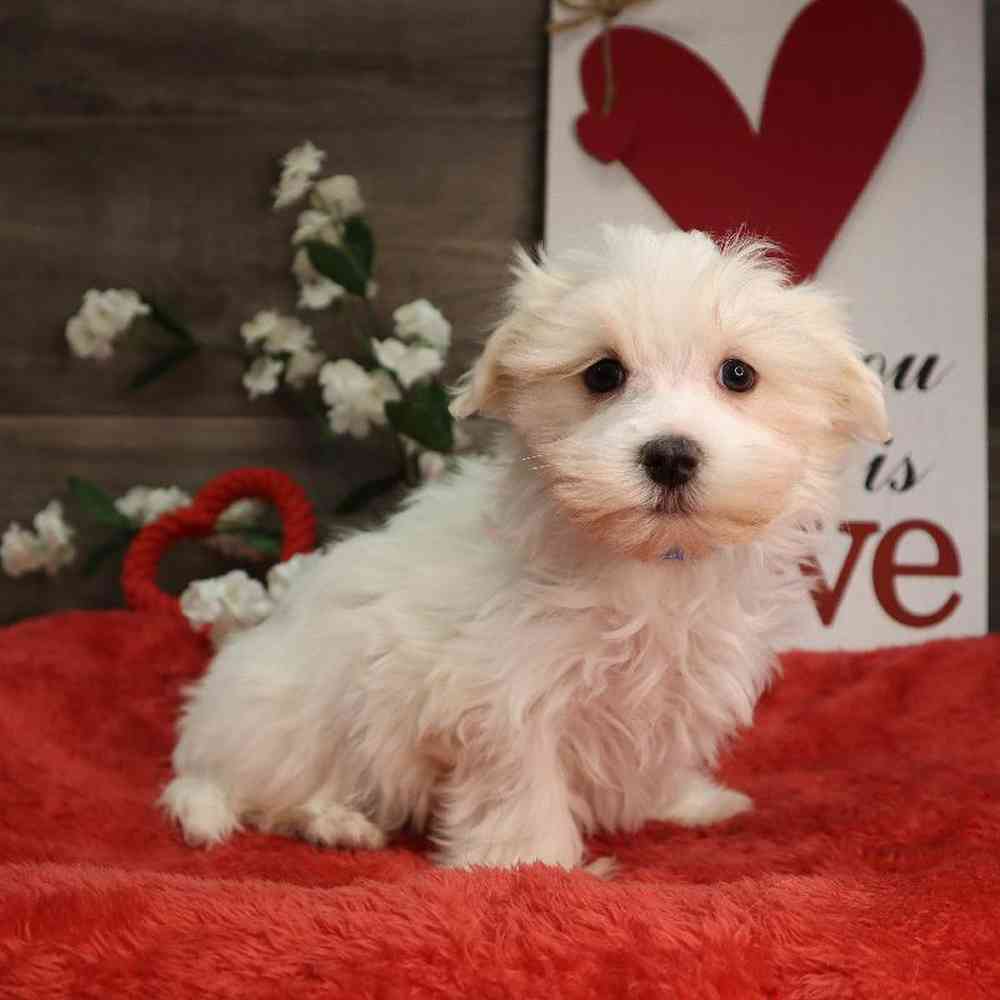 Male Maltese Puppy for Sale in Blaine, MN