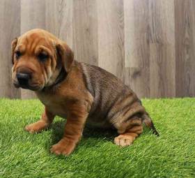 Mini Walrus