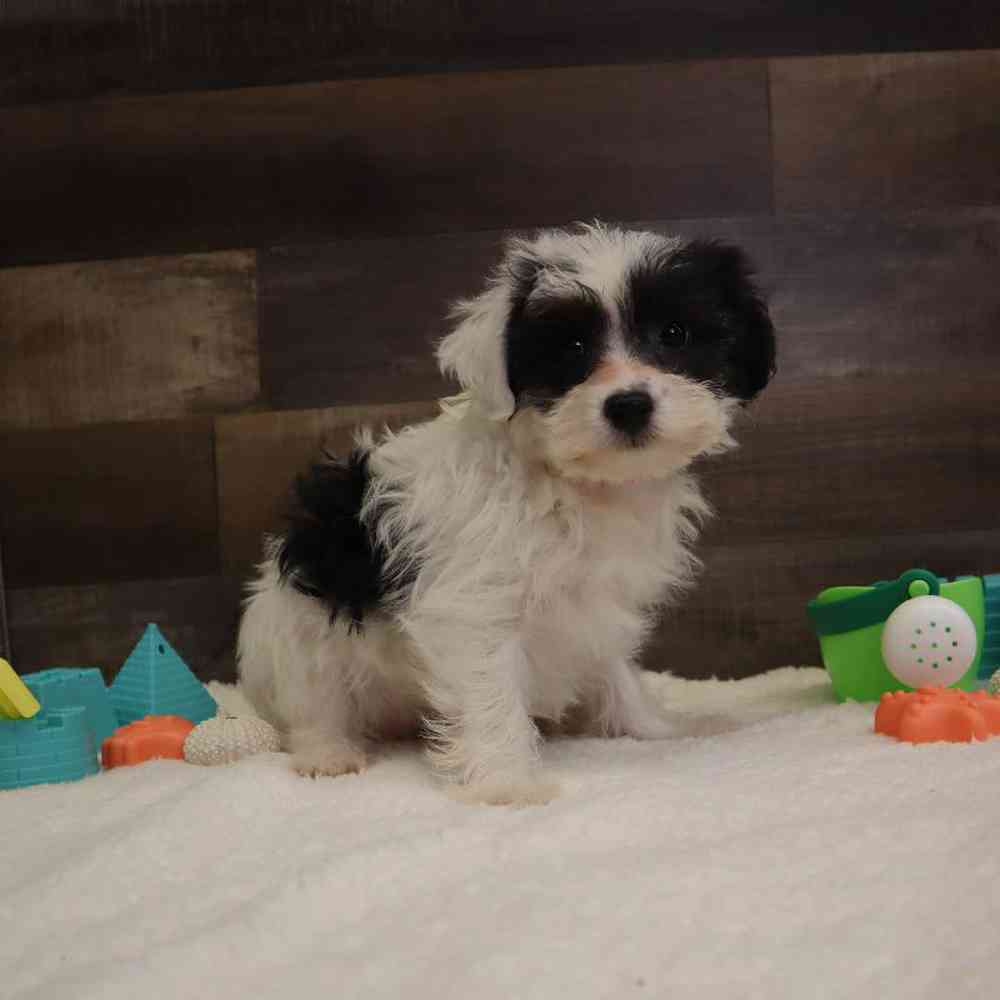 Female Bichon-Poodle-Yorkie Puppy for sale