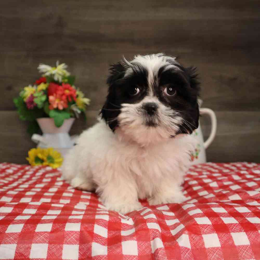 carousel pet images