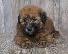Soft Coated Wheaten Terrier