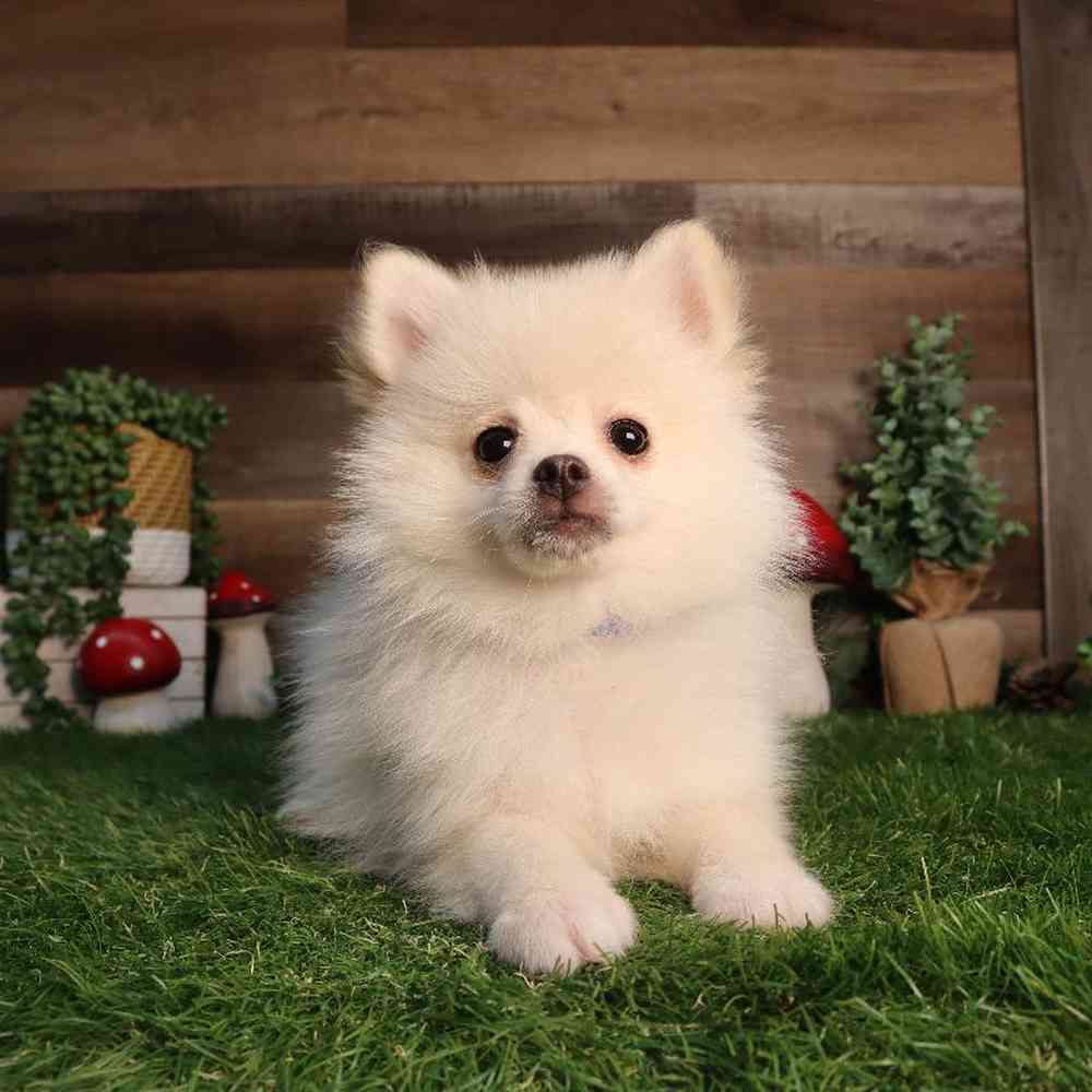 carousel pet images