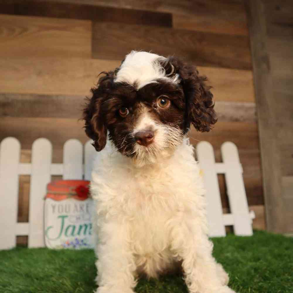 carousel pet images