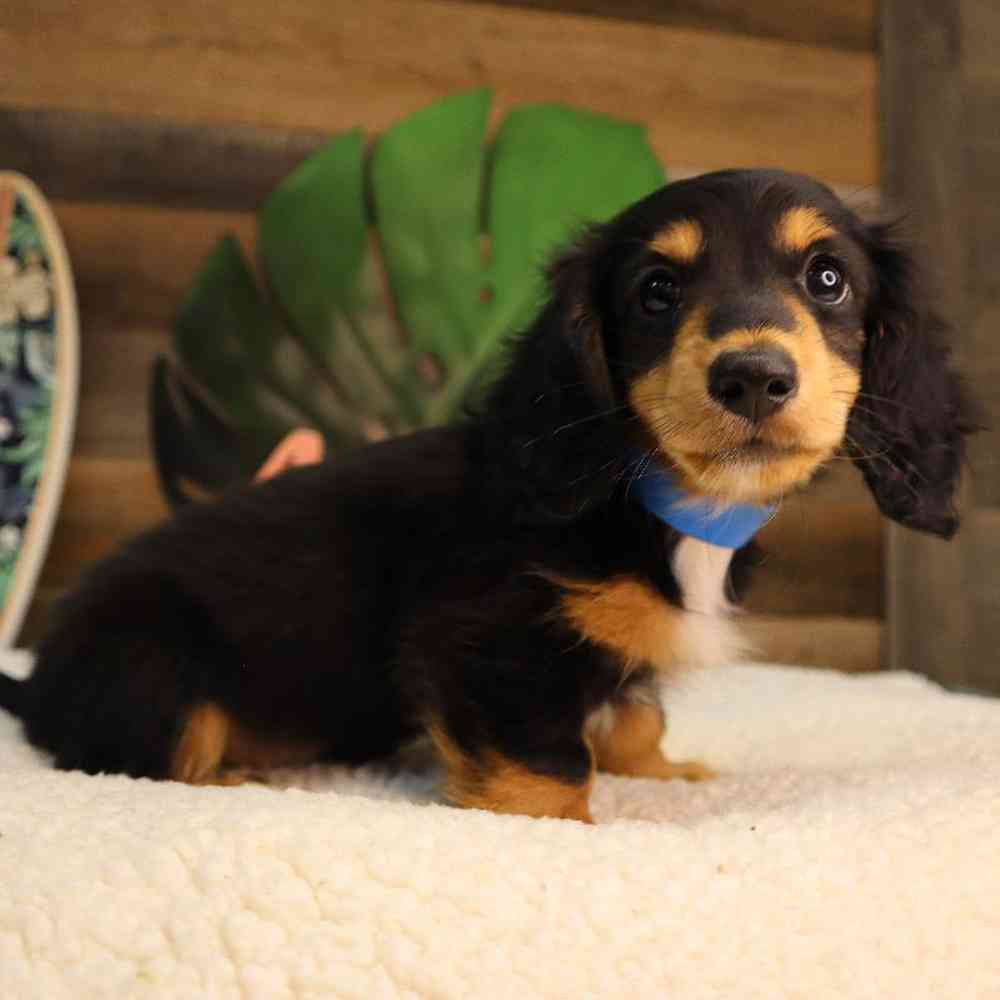 Male Dachshund Puppy for Sale in Blaine, MN