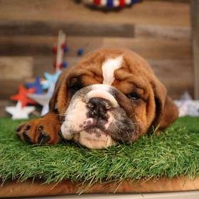 English Bulldog