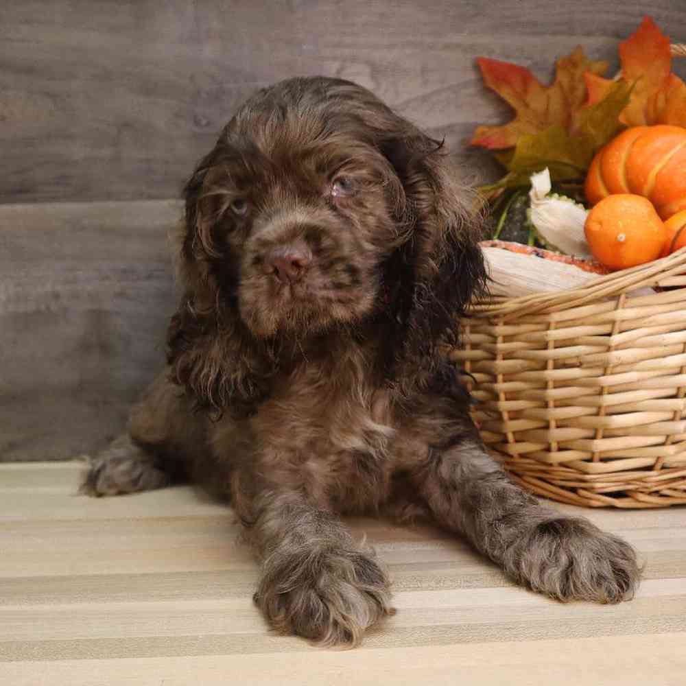 Male Cocker Spaniel Puppy for sale