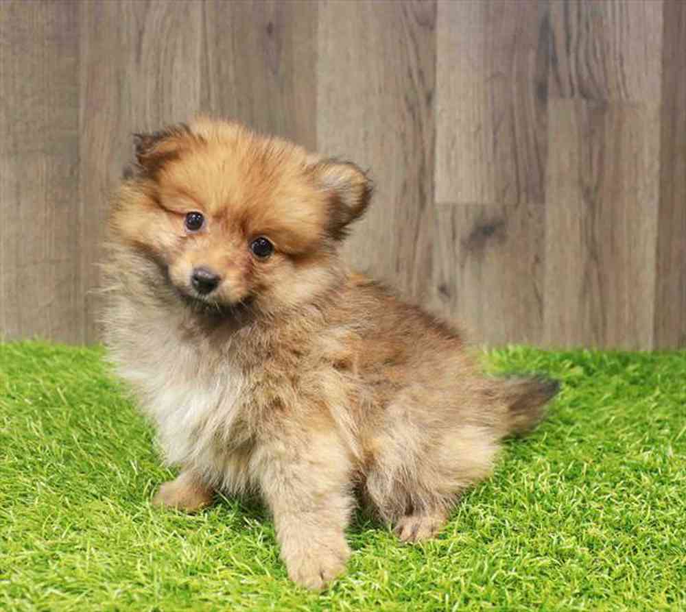 carousel pet images
