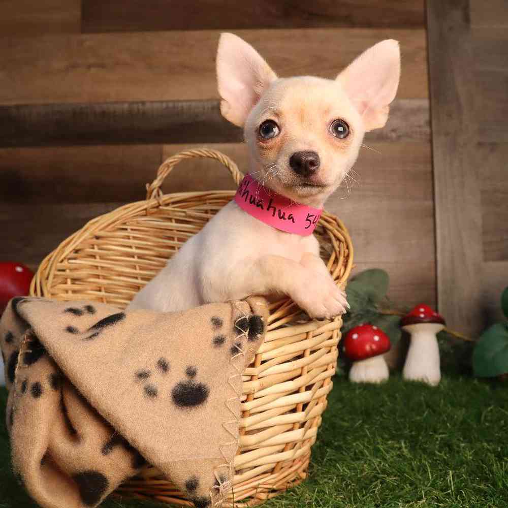 Female Chihuahua Puppy for Sale in Blaine, MN