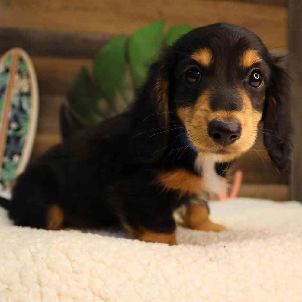 Male Dachshund Puppy for Sale in Blaine, MN