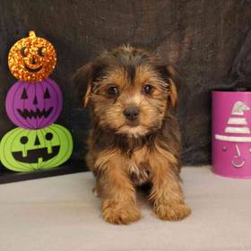 Shorkie
