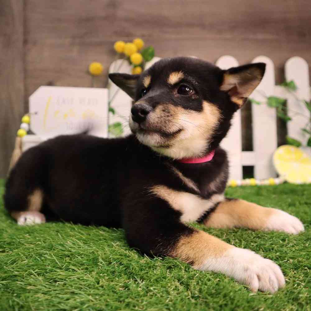 carousel pet images