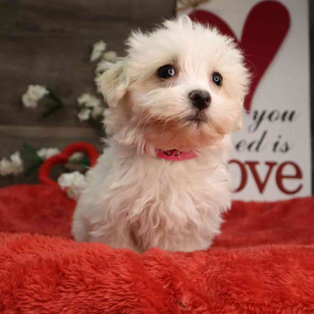 Female Maltese Puppy for Sale in Blaine, MN