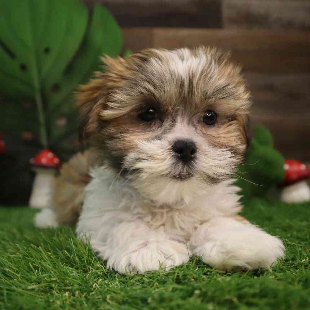 Malshi Puppy for sale - Four Paws and a Tail