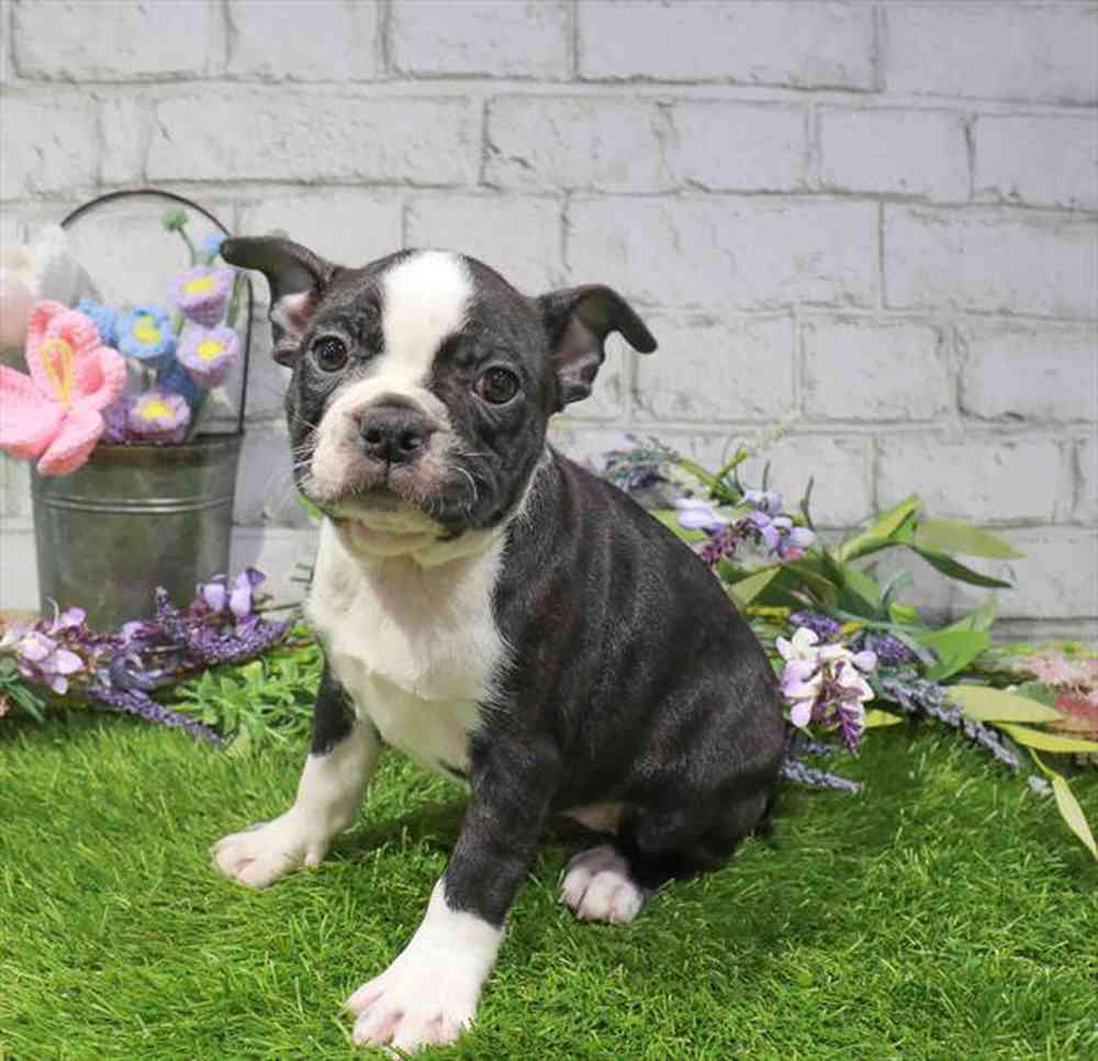 carousel pet images