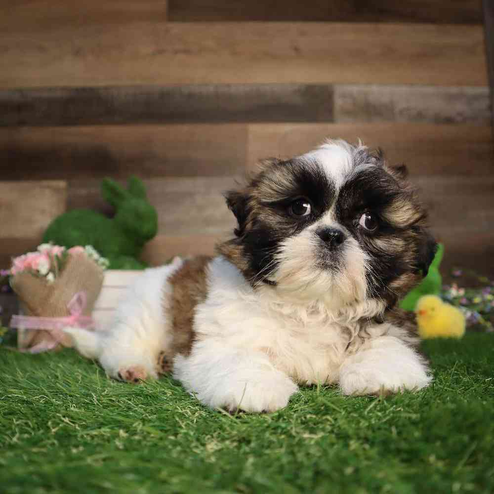 carousel pet images