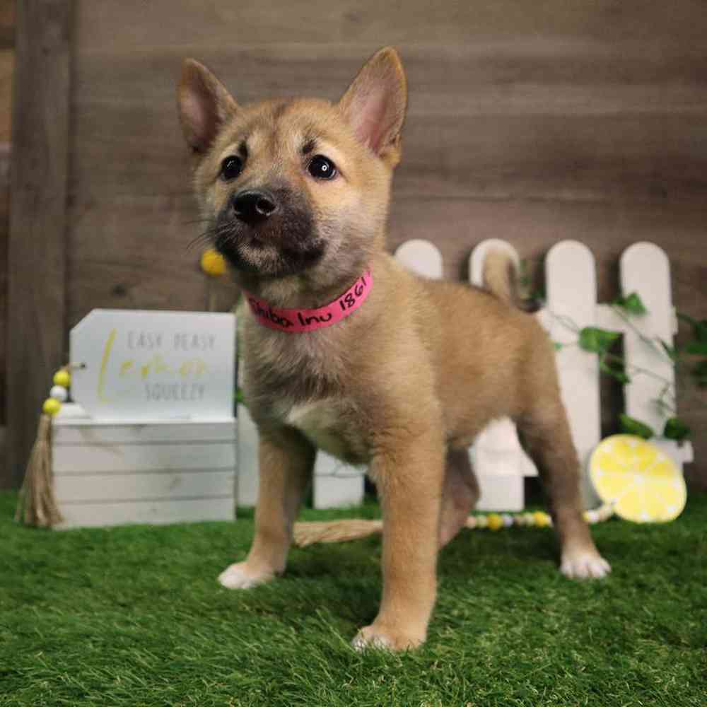 carousel pet images