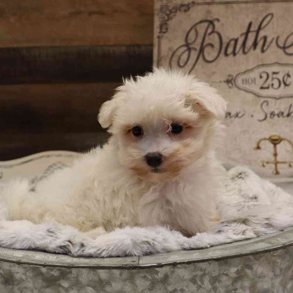 Male Maltese Puppy for sale