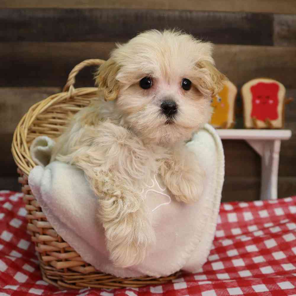 Male Maltipoo Puppy for Sale in Blaine, MN